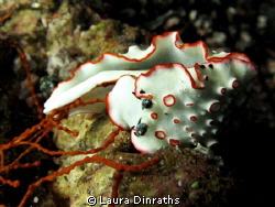 Ornate dermatobranch eating at Caves, Dahab by Laura Dinraths 